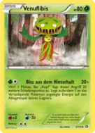 Venuflibis