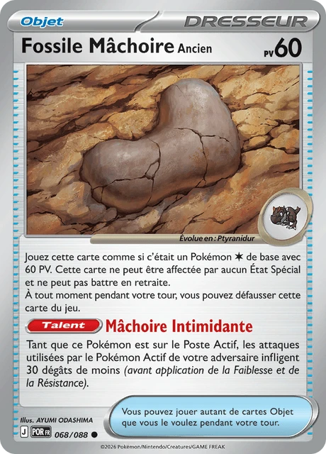 Fossile Mâchoire Ancien – Normal