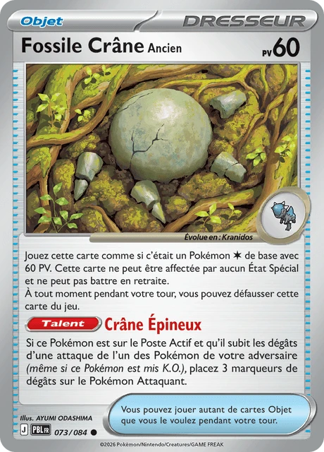 Fossile Crâne Ancien – Normal