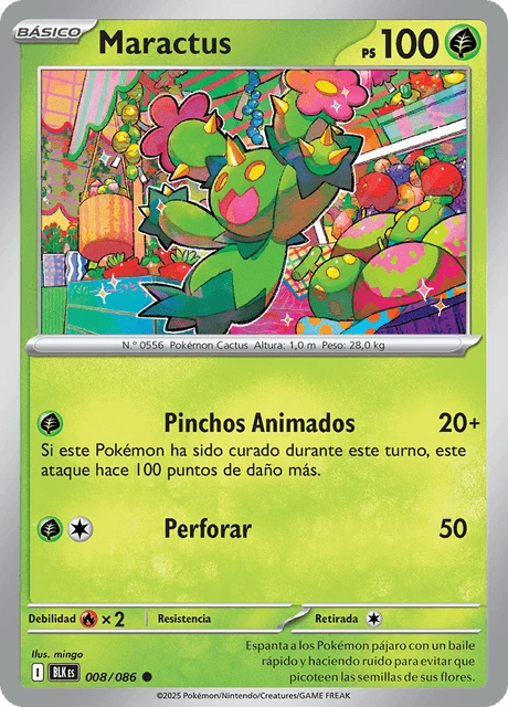 Maractus